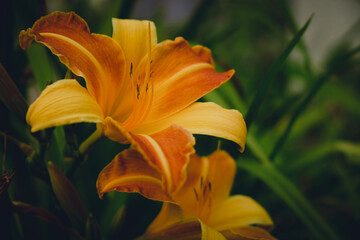 orange tiger lily