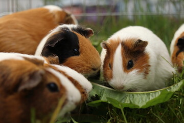 Cavia porcellus. Close-up of a group of guinea pigs eating dandelion leaves