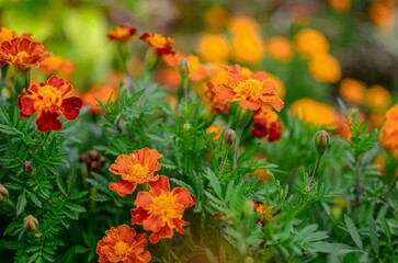 Closeup shot of orange and red marigold flowers  in the garden