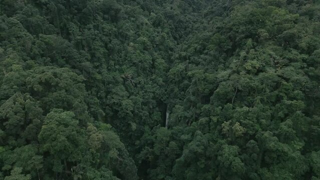 Drone scene of green lush forest with waterfall between them