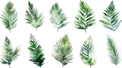 Set Watercolor vector pine tree illustration, isolated white background, flower clipart, for bouquets, wreaths, arrangements, wedding invitations, anniversary, birthday, postcards, greetings