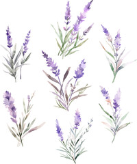 Fototapeta premium Set Watercolor vector pine tree illustration, isolated white background, flower clipart, for bouquets, wreaths, arrangements, wedding invitations, anniversary, birthday, postcards, greetings