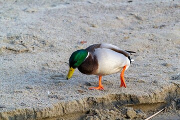 Closeup of a duck feeding in the sand near a tranquil lake