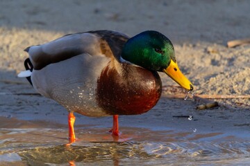 Closeup of a duck feeding in the sand near a tranquil lake
