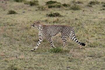 Majestic cheetah strides through a lush landscape of green grass