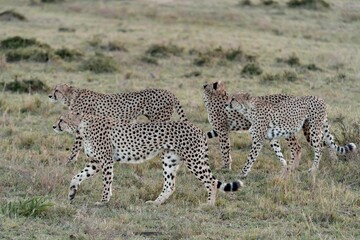 three cheetah on the prowl in an open field