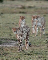 Stunning image of a pride of cheetahs striding across a verdant meadow