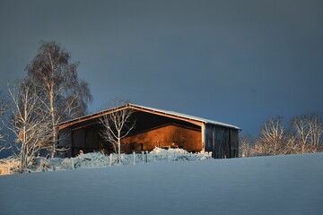 Winter scene featuring a majestic tree standing beside a building covered in a blanket of snow