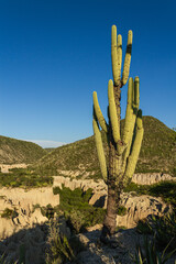 Cactus y cerros al atardecer