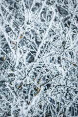 Scenic view of tree branches covered with snow in a forest in winter