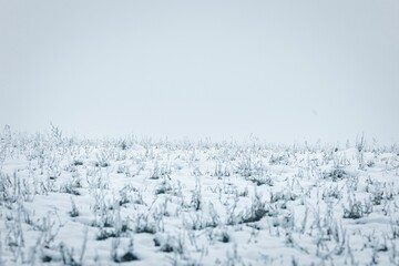 Scenic view of dried grass in a field covered with snow in winter