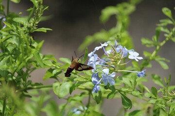 Close-up of a hummingbird hawk-moth hovering near cape leadwort.