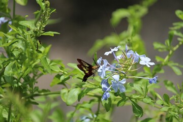 Close-up of a hummingbird hawk-moth hovering near cape leadwort.