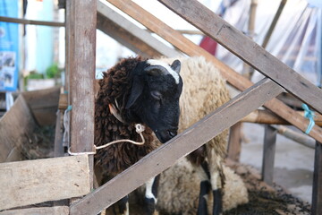 a sheep in a pen looks around for food