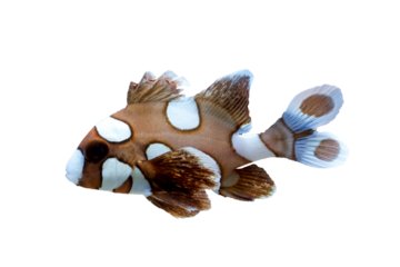 spotted sweetlips fish on white background
