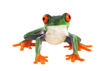 Red-eyed tree frog on white background, red-eyed tree frog (Agalychnis callidryas) closeup on...