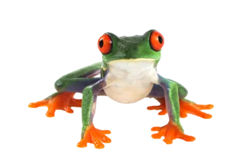 Deurstickers Red-eyed tree frog on white background, red-eyed tree frog (Agalychnis callidryas) closeup on isolated background © kuritafsheen