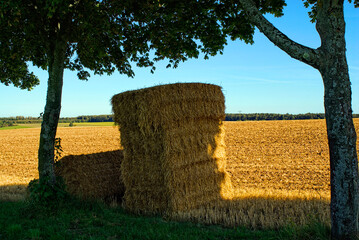 Am Feldrand, abgeerntet