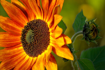 Dunkelorangene Sonne