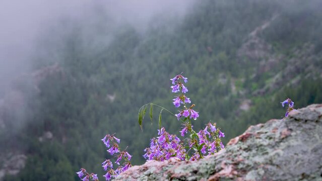 Striking purple wildflowers on cliff edge in misty mountains, shallow focus