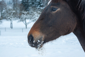 Horses in the Winter Pasture