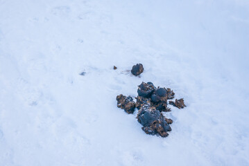 Horse Droppings in Snow
