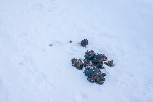 Horse Droppings in Snow