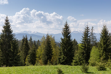 Partly snowy Carpathian Mountains ridge with forest on a foreground
