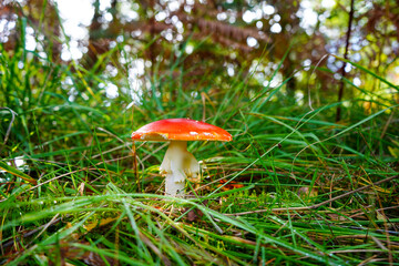 Close up of a red fly agaric mushroom in the undergrowth