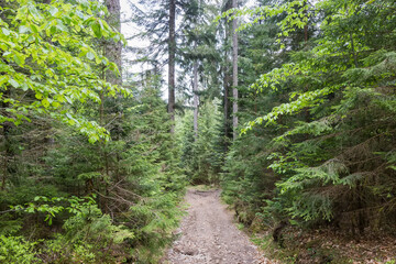 Fototapeta na wymiar Fragment of spruce and beech forest with footpath in mountains