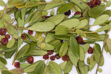 Dried leaves and fruits of cowberry, top view close-up