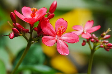 Spicy Jatropha|Peregrina|Rose Flowered Jatropha|大花南洋櫻|日日櫻|琴葉珊瑚|變葉珊瑚花