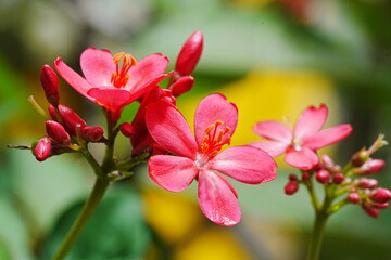 Obraz na płótnie Canvas Spicy Jatropha|Peregrina|Rose Flowered Jatropha|大花南洋櫻|日日櫻|琴葉珊瑚|變葉珊瑚花