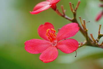 Spicy Jatropha|Peregrina|Rose Flowered Jatropha|大花南洋櫻|日日櫻|琴葉珊瑚|變葉珊瑚花