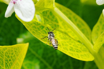 Apis florea, commonly known as the dwarf honeybee or the red dwarf honeybee, is one of the smallest species of honeybees within the genus Apis. They're native to various regions in Asia