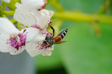 Apis florea, commonly known as the dwarf honeybee or the red dwarf honeybee, is one of the smallest species of honeybees within the genus Apis. They're native to various regions in Asia
