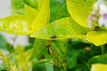 fly on leaf