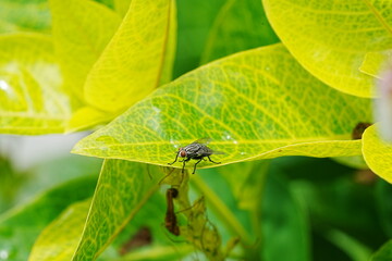 fly on leaf