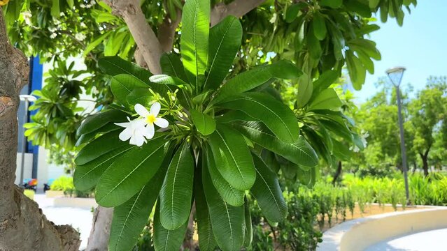 Magnolia blossom, tropical tree in the garden