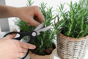 Woman cutting aromatic green rosemary sprig on white background, closeup