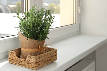 Aromatic green rosemary in pot on windowsill