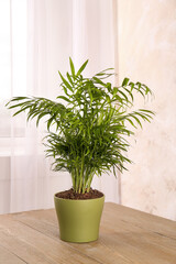 Potted chamaedorea palm on wooden table indoors. Beautiful houseplant