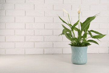 Beautiful spathiphyllum on light grey table against white brick wall, space for text. House decor