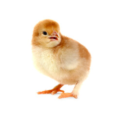Cute fluffy baby chicken on white background