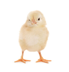 Obraz premium Cute fluffy baby chicken on white background