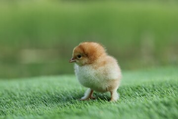 Cute chick on green artificial grass outdoors, closeup. Baby animal