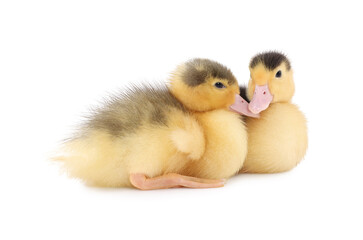 Baby animals. Cute fluffy ducklings on white background