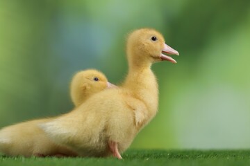 Cute fluffy ducklings on artificial grass against blurred background, closeup. Baby animals