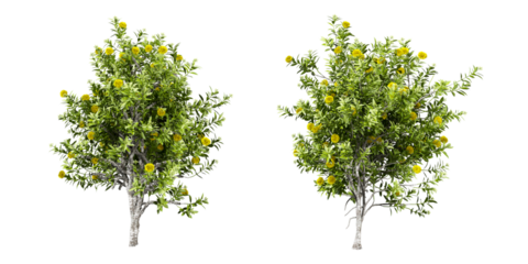 Tree in 3d rendering isolated on white