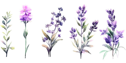 Lavender flowers watercolor elements set.
